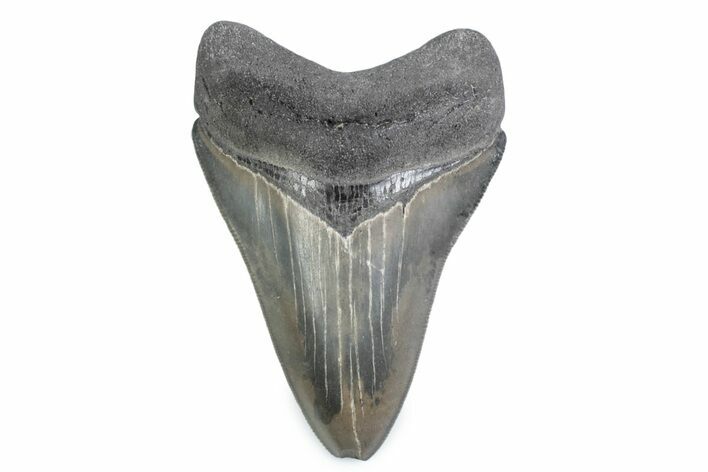 Serrated, Fossil Megalodon Tooth - Georgia #338690